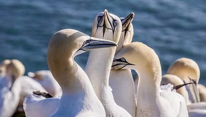 九游娱乐APP-里尔主场大胜安格斯，领先优势巩固，里尔vs安格斯