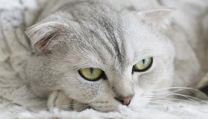 Jiu You-伊朗男篮在亚洲预赛中拼搏奋战，冲击奥运金牌梦想，伊朗男篮落选赛