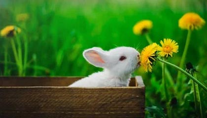 JiuyouAPP下载-快船险胜森林狼，乔治封盖爱德华兹奠定胜局，快船队乔治