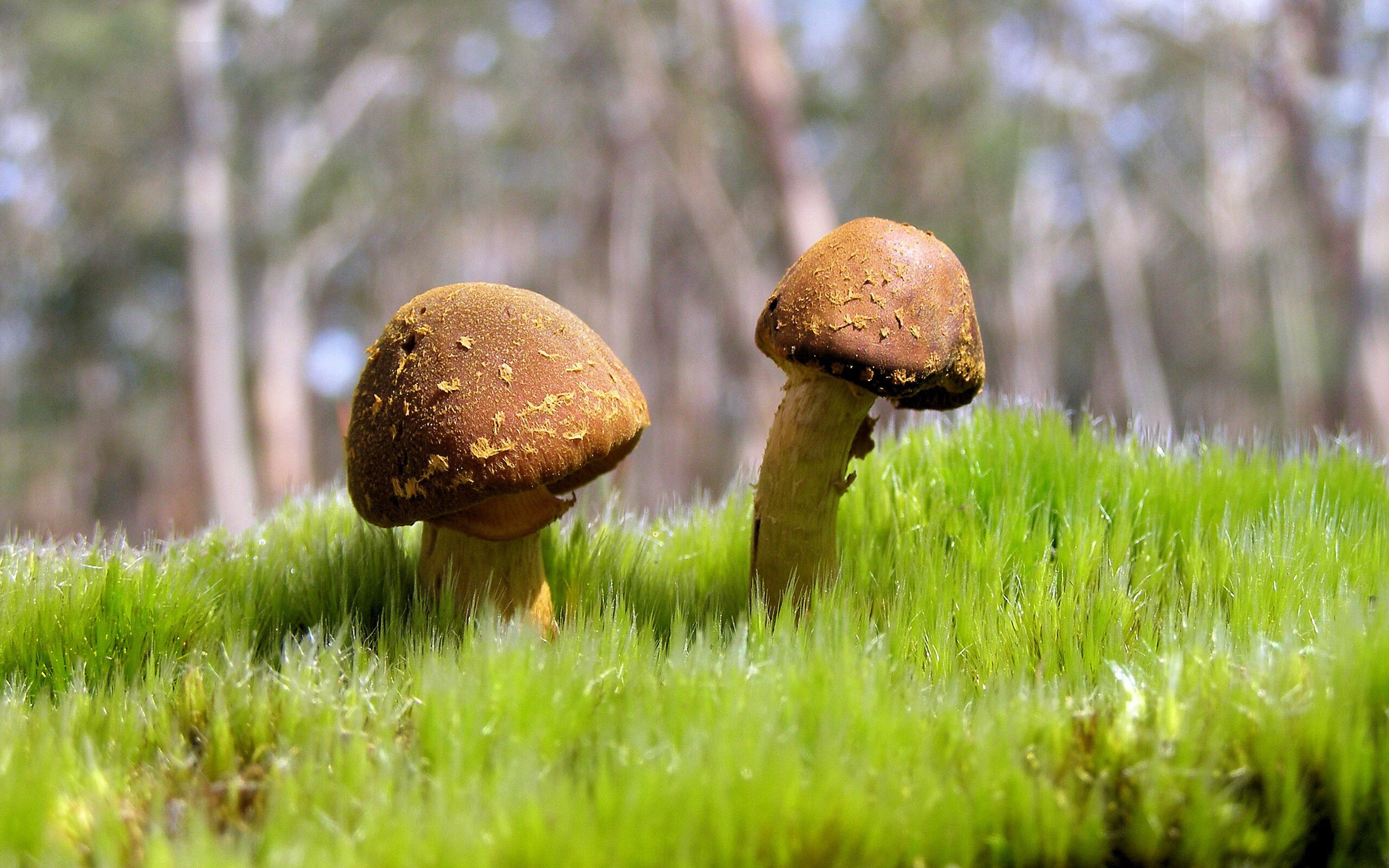 -“德甲争冠集团逐渐成形，豪门持续发力”，德甲冠军规则