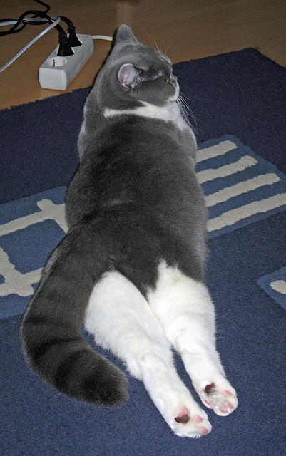 《王者荣耀全民争霸,精彩赛事不断刷新记录》,王者荣耀全民擂台页面