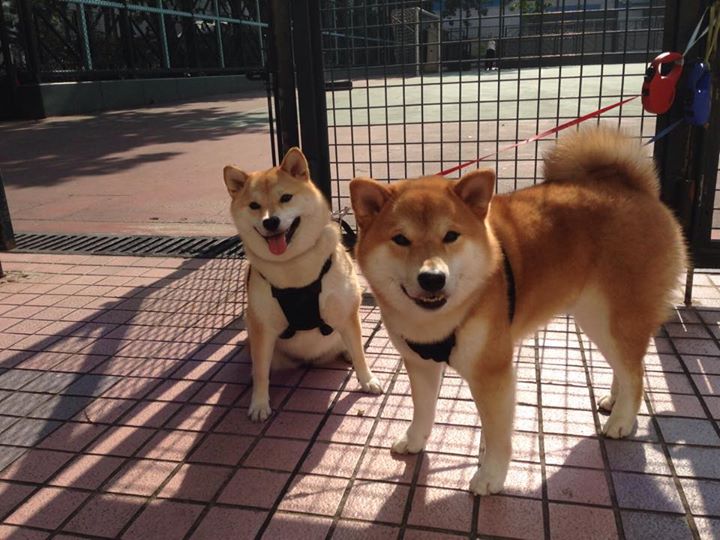 《星际争霸2》WCS:人族、虫族、神族平衡性调整的讨论,星际争霸2 虫族