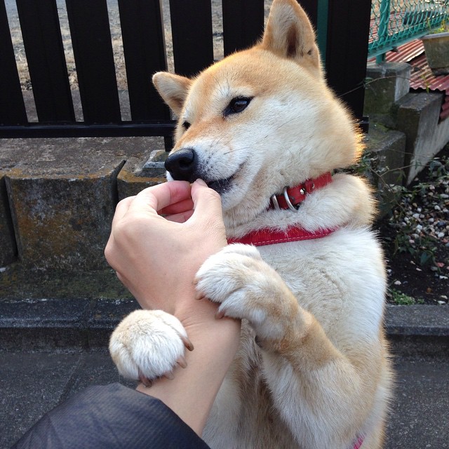 JIU YOU GAME-意甲不断扩大国际合作，开拓全球市场，意甲引援