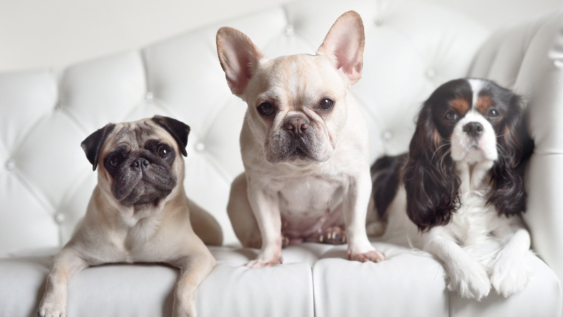 足球裁判电子口哨系统测试通过实战验证,足球裁判吹口哨