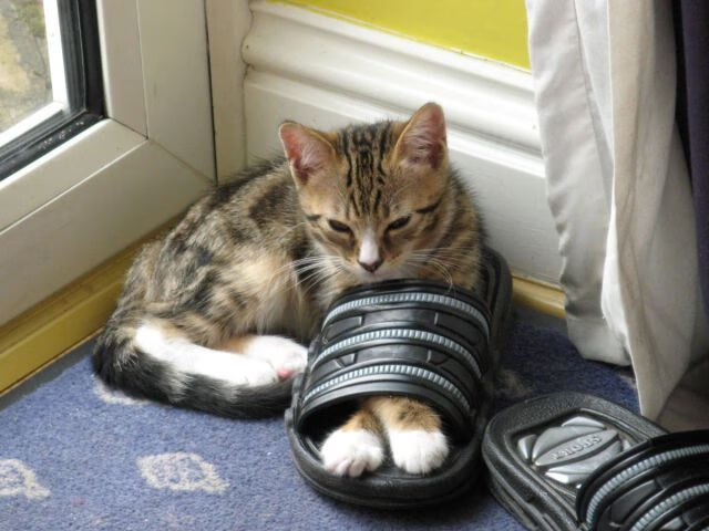 九游（jiuyou.com）游戏-塞内加尔队在巴黎奥运会比赛中多次通过中路渗透得分，塞内加尔队球星