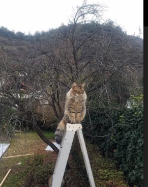 九游jiuyou-基层足球资金投入是否与实际需求匹配，足球专项资金使用方案