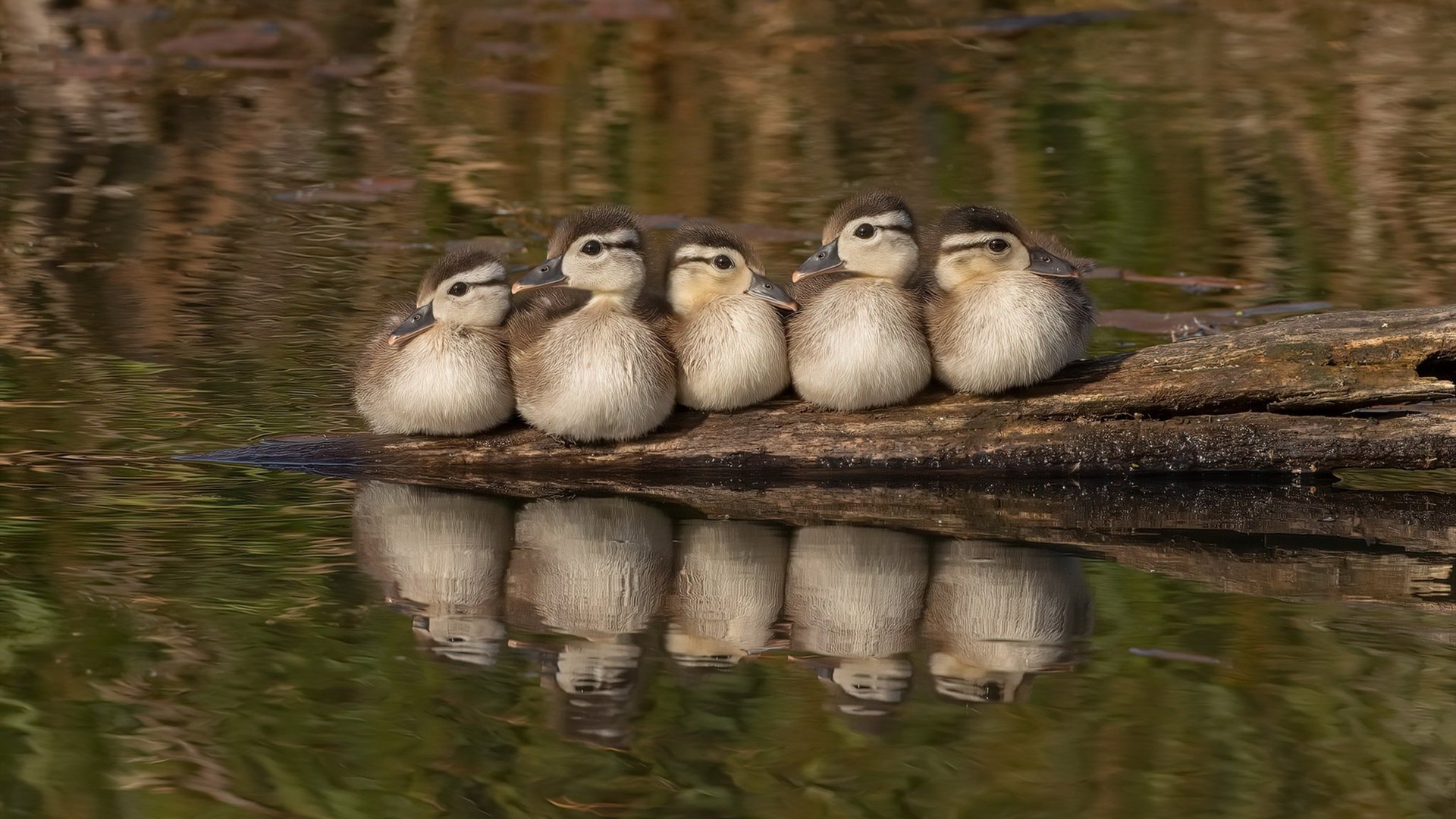 西班牙队在热身赛中表现优异,备战国际比赛,西班牙热身赛赛程