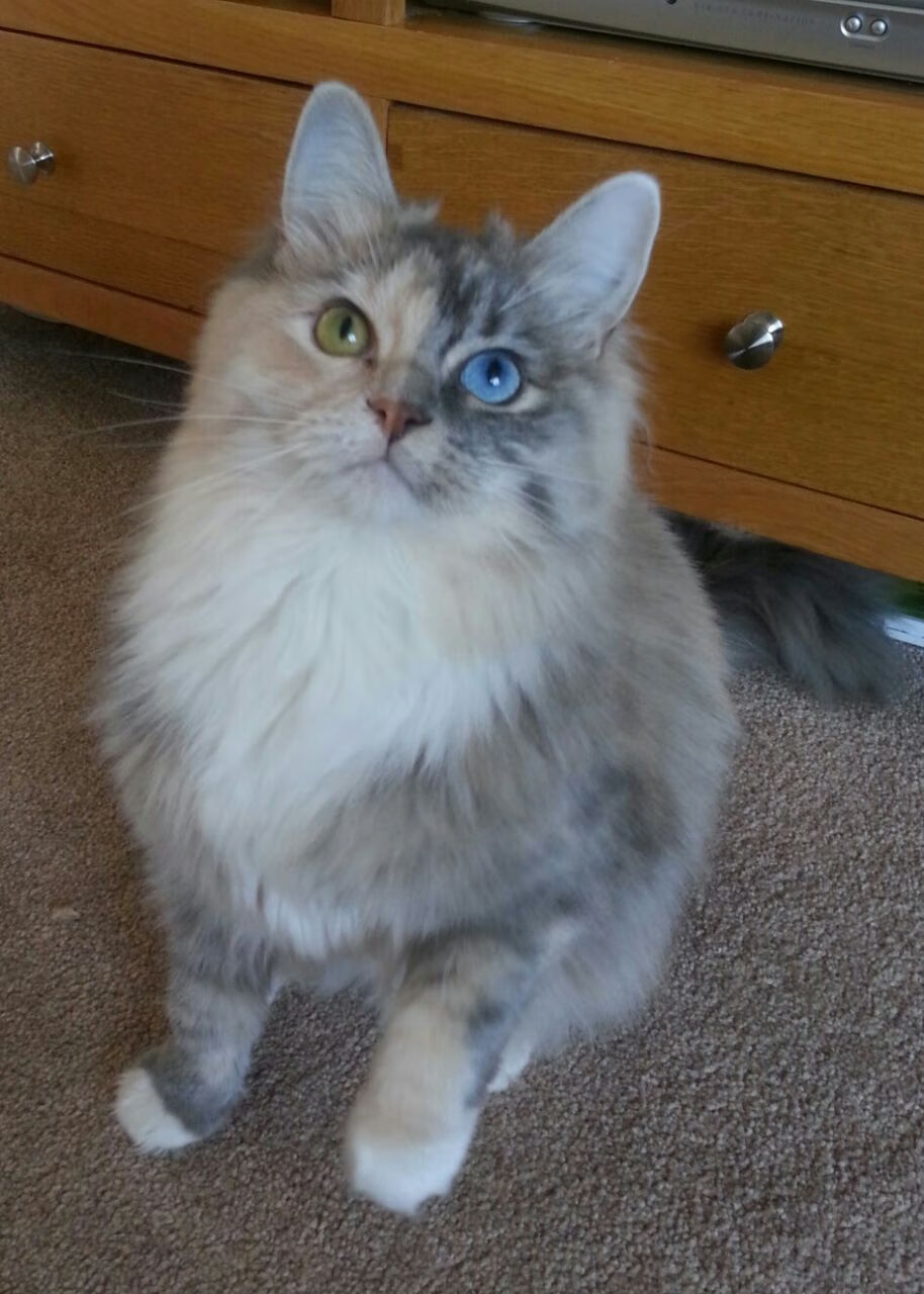 门兴格拉德巴赫迎来强力对手,门兴格拉德巴赫出过哪些球星