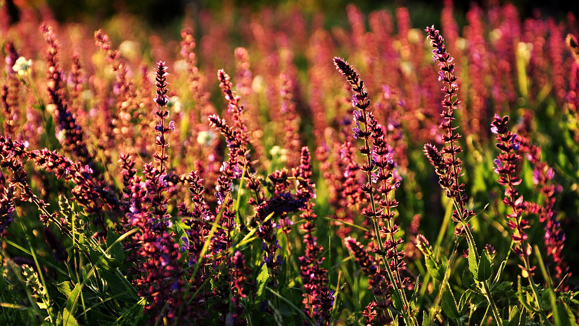 世俱杯裁判争议不断,比赛结果引发讨论,世俱杯2022