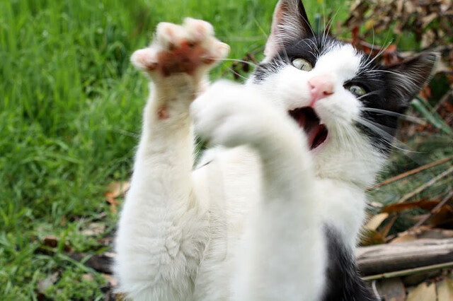 世俱杯“金球奖”争夺：那些令人难忘的个人表现