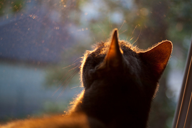 CBA球队强化训练计划 提升整体实力，cba篮球训练