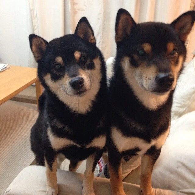 中国男篮加强高位策应丰富进攻手段，中国男篮高度