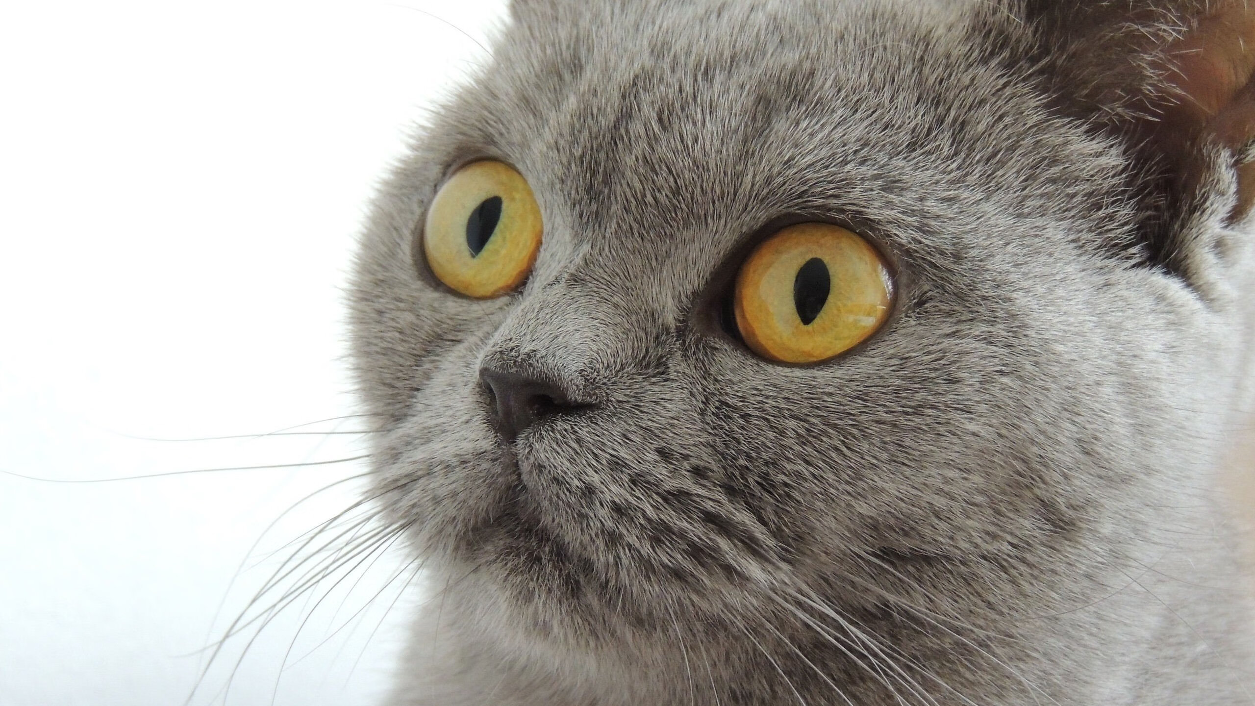 加拿大队未来发展路径：如何通过精准战术打破现有困局，加拿大队长百科