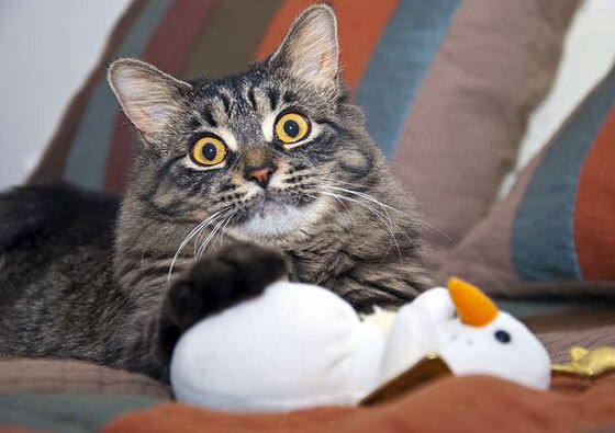 山西龙狮借助主场优势击败强劲对手,山西龙晋vs西安骏狼