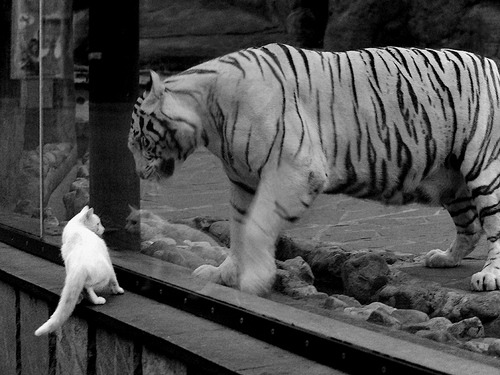 河北猛虎引进新外援锋线实力大增,河北猛虎师