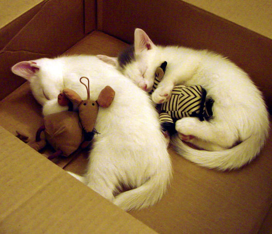 九游网页版官网-美国队未来展望：如何通过提高战术素养提升比赛胜率，美国队什么项目厉害