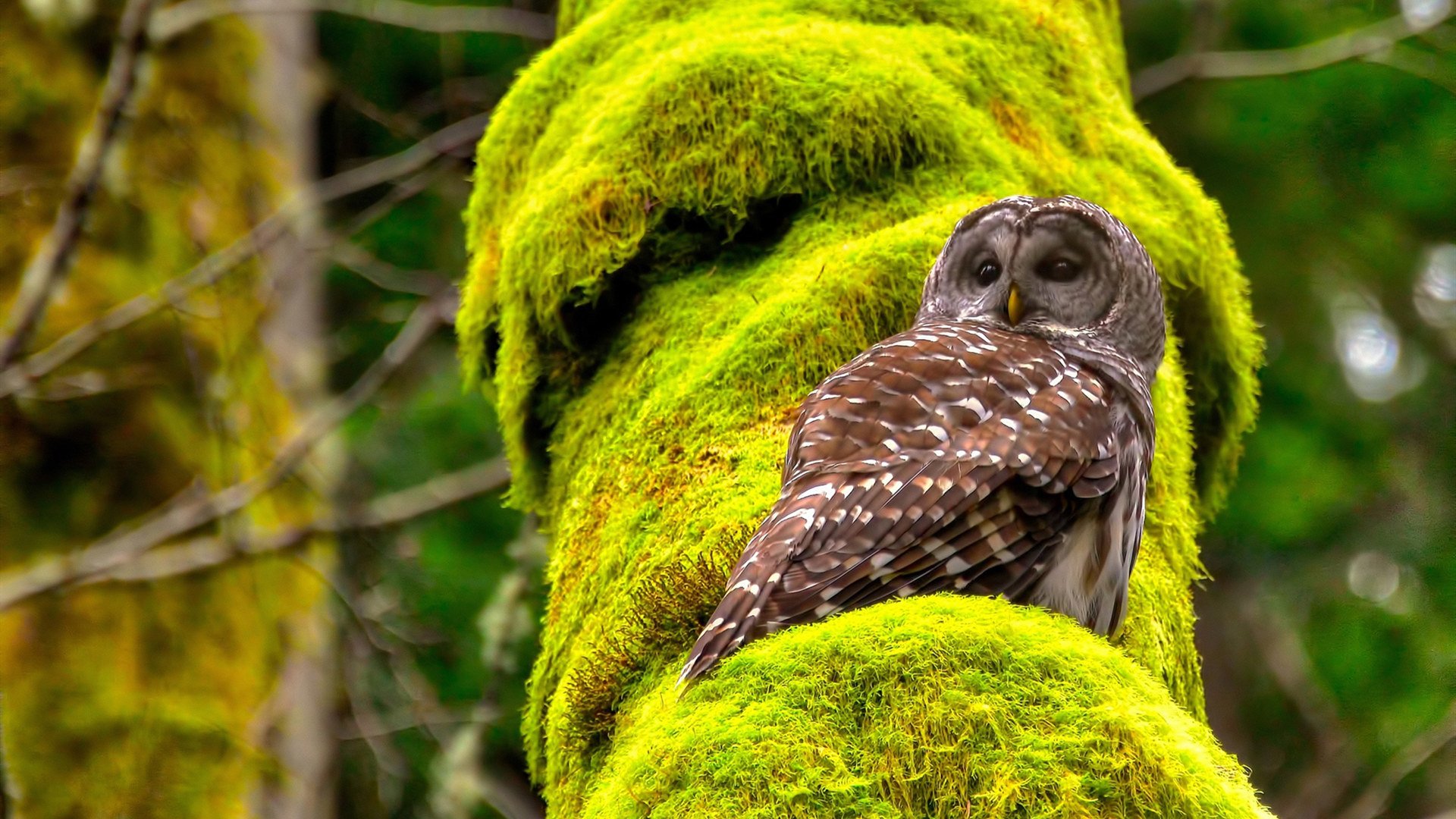 中国足球国家队教练团队专业素养持续增强，国家足球教练员