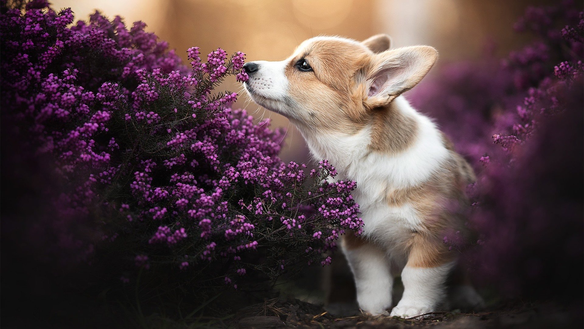 中国高中篮球协会成立规范校园赛事运行机制,校篮球协会是干嘛的
