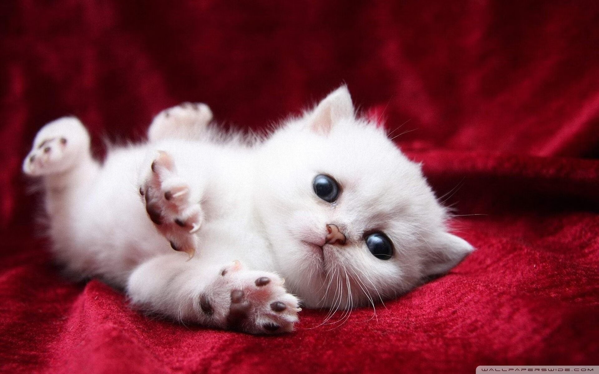 哈登末节高效组织快船掀起反击高潮,哈登去快船了嘛