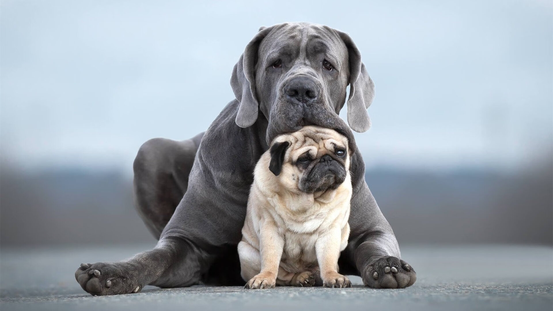 JiuyouAPP下载-塔特的反击速度引发全球关注，袋鼠队的未来之星，袋鼠托特包有几个版本