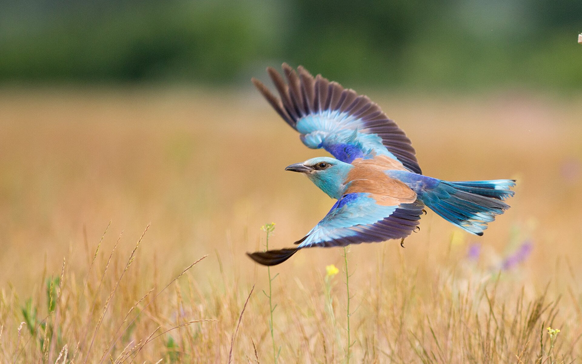 核心球员状态回暖连续三场比赛制造关键进球机会,球队核心穿几号