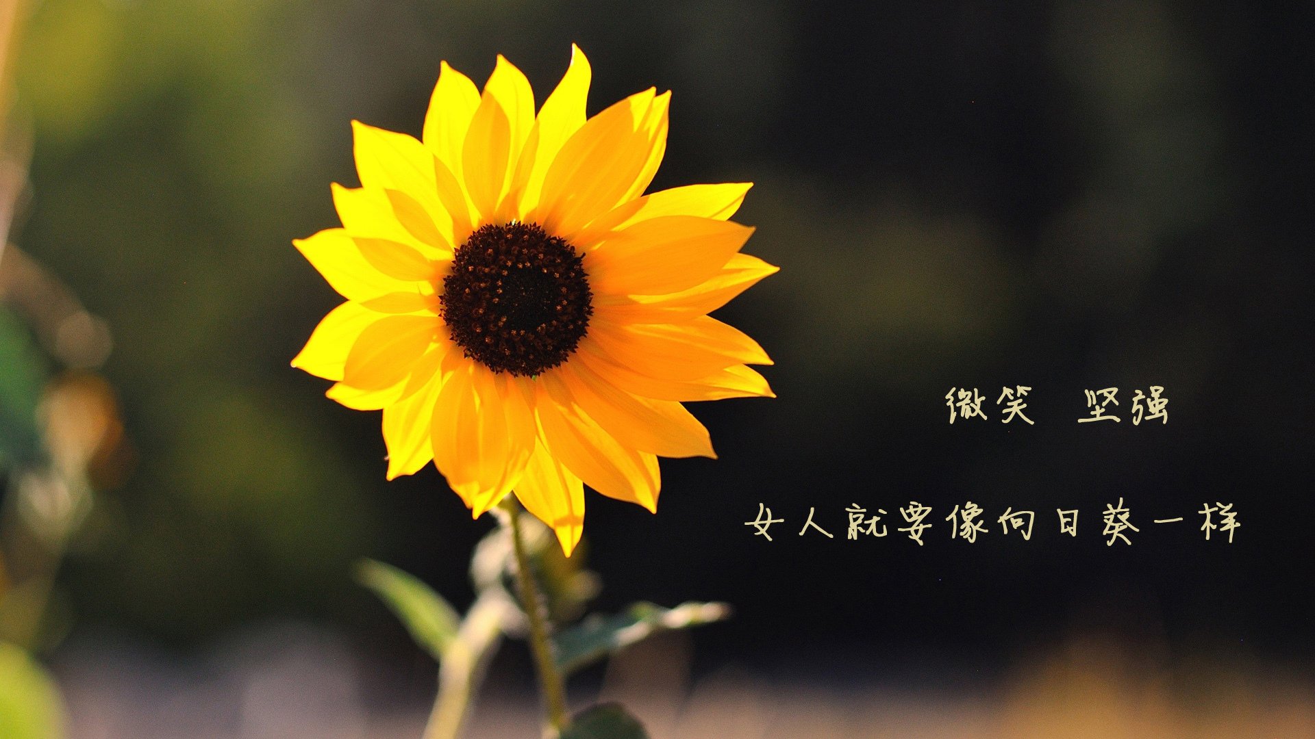 九游官网下载电脑版-澳大利亚橄榄球在全球赛事中的表现值得期待，澳大利亚女子橄榄球明星