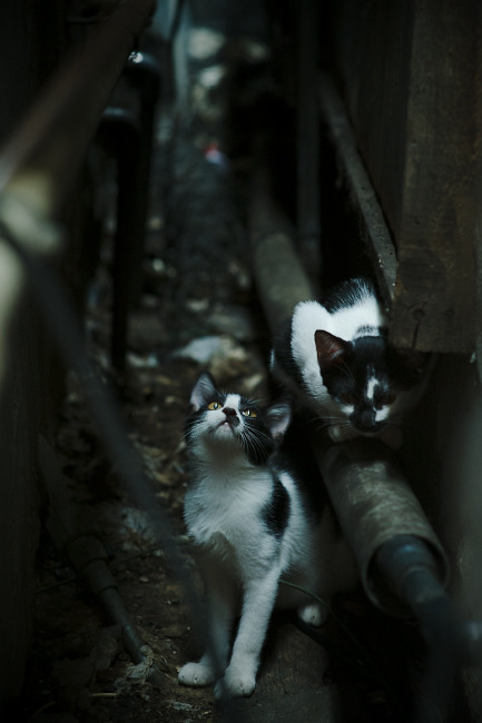 田径短跑新星训练方法获得专家认可，田径短跑新星训练方法获得专家认可吗